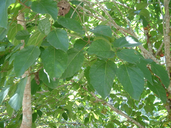 25朵玫瑰花语