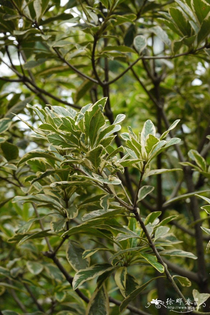 防蚊植物