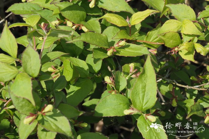 花语是绝望或孤独的花