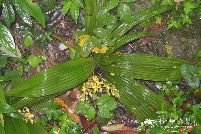 河南法桐种植基地