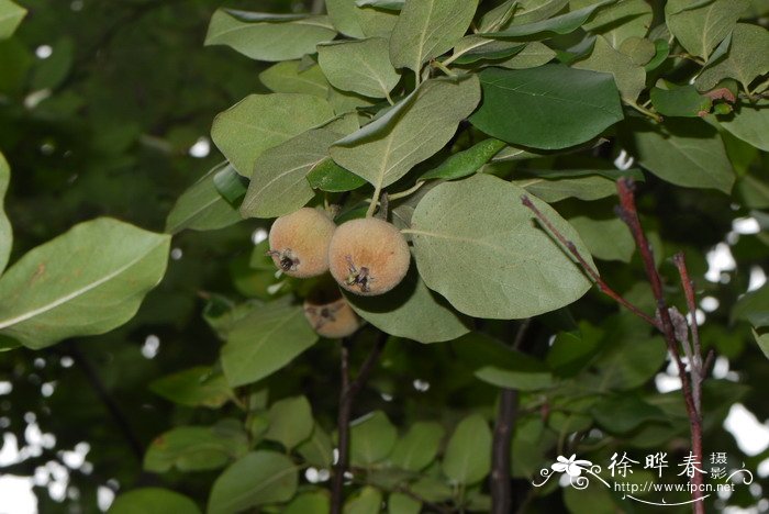 植物怎么传播种子