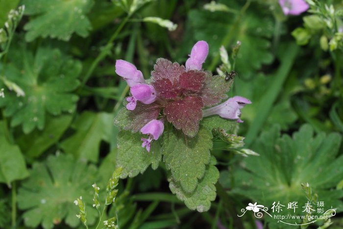 芙蓉花图片