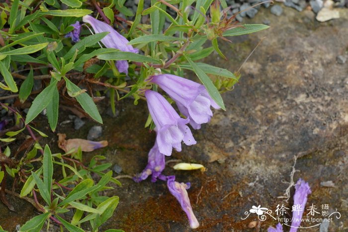 sophora japonica