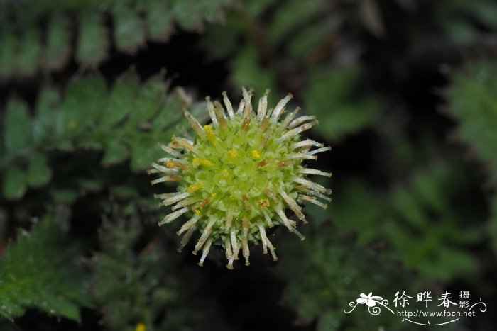 海南黄花梨木