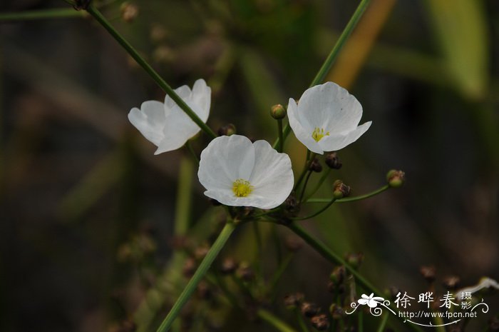 白兰花花语