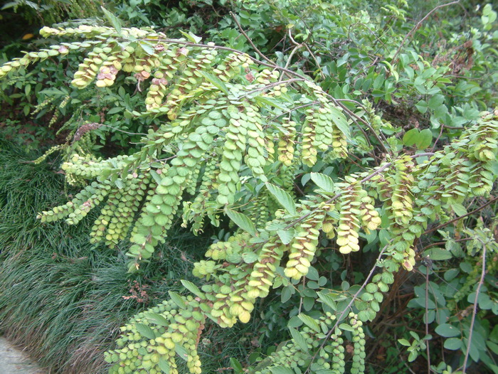 山茶花的花语