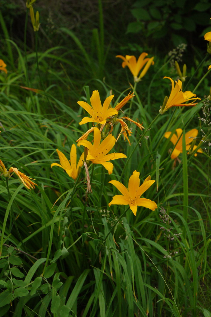 迎春花又名