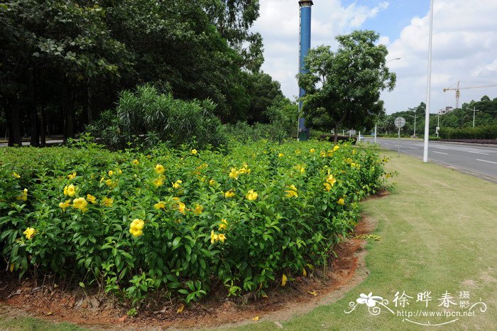 杜鹃花怎么养