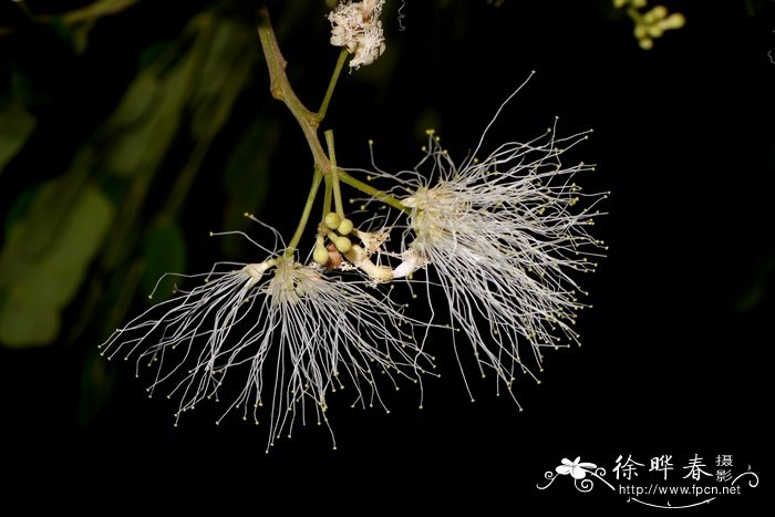 鲜花怎样保鲜时间更长一点呢