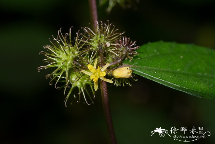 四明山红枫樱花之乡