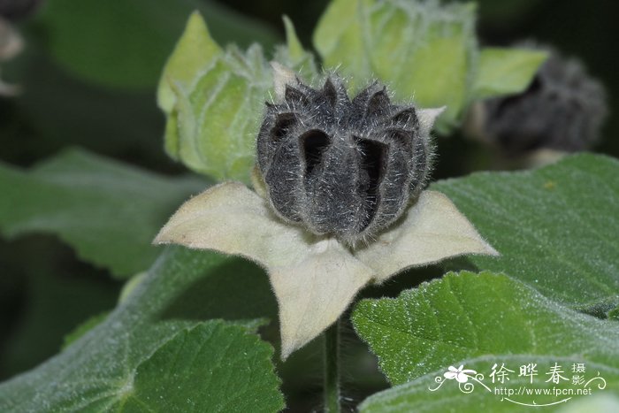 六朵玫瑰花代表什么意思