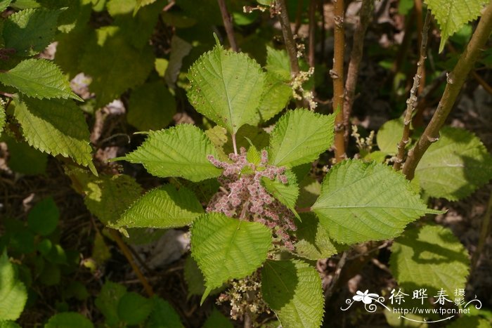 瑞香花的风水和禁忌