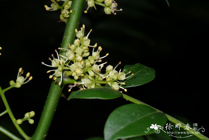 茉莉花用什么土养好