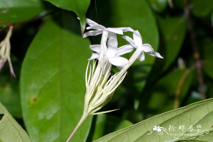 冬季植物浇水