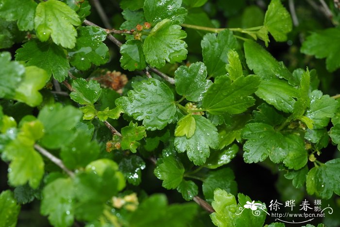 芍药花的花语