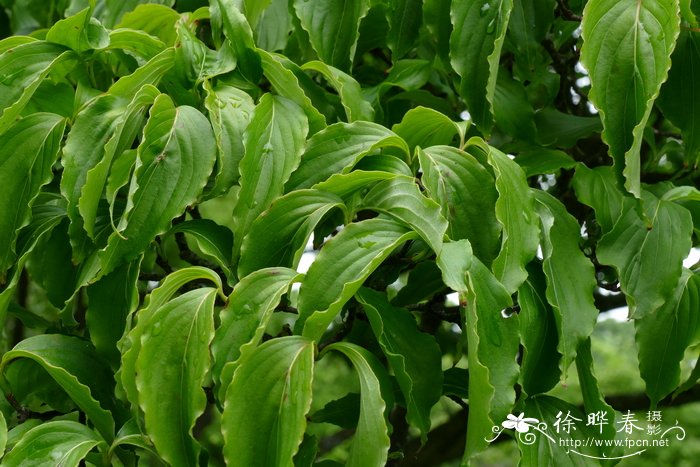 香菜的种植方法