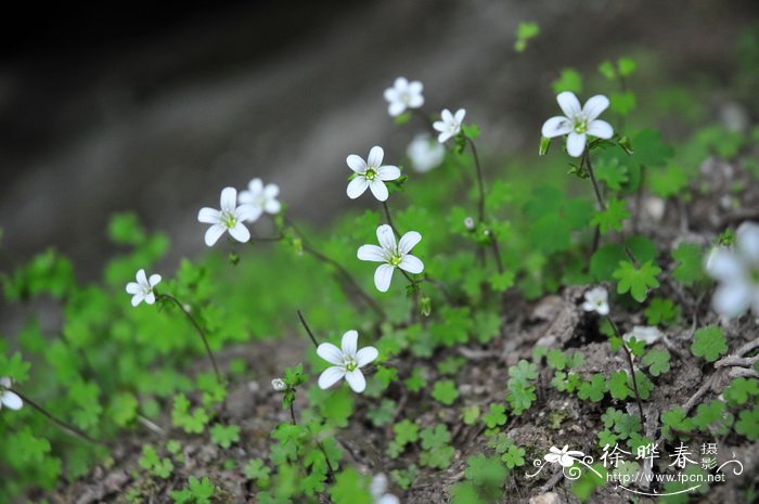 向日葵什么季节开花