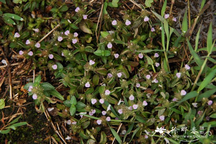 黄花梨树苗