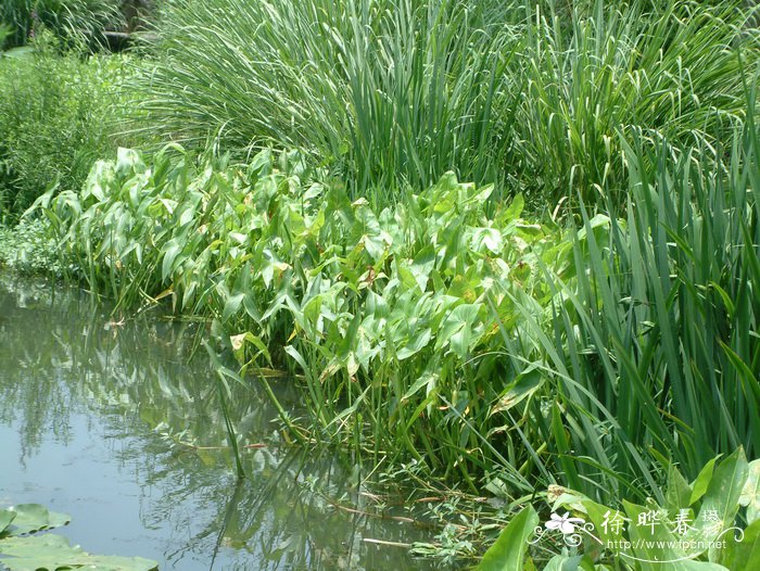 苹果 手表