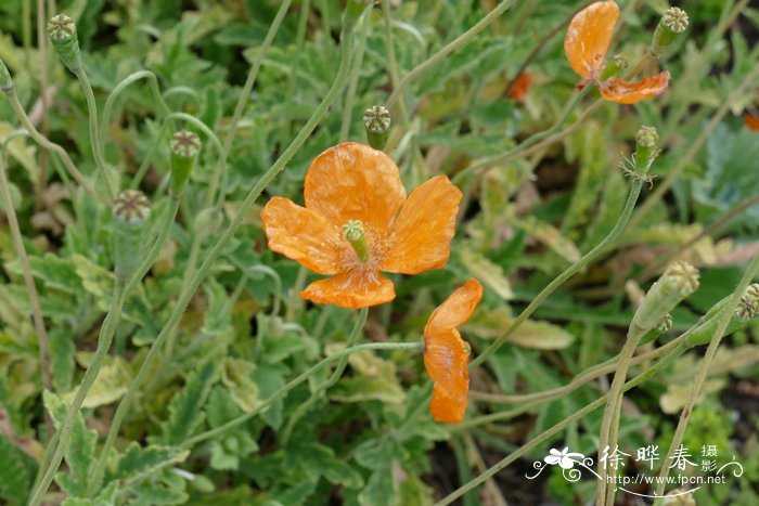 荆豆花