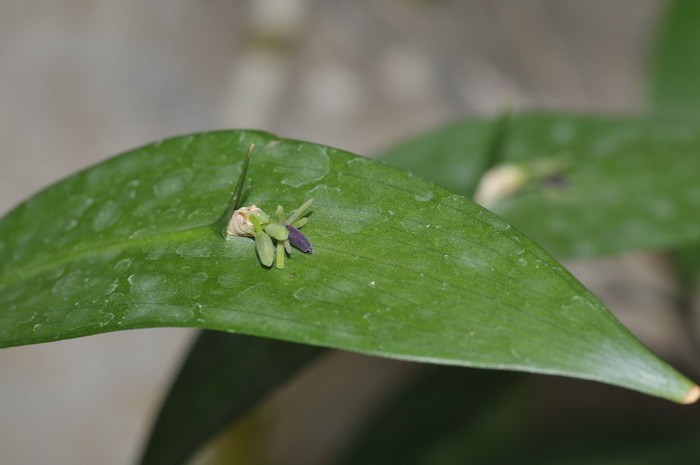 植物防冻剂有效果吗