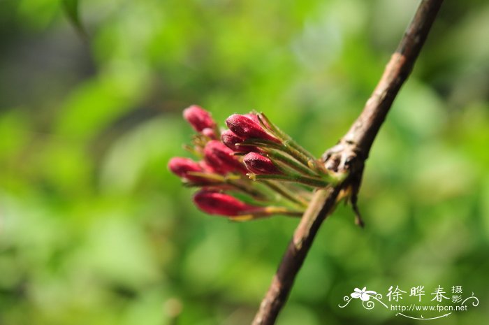 棉花花语是什么意思