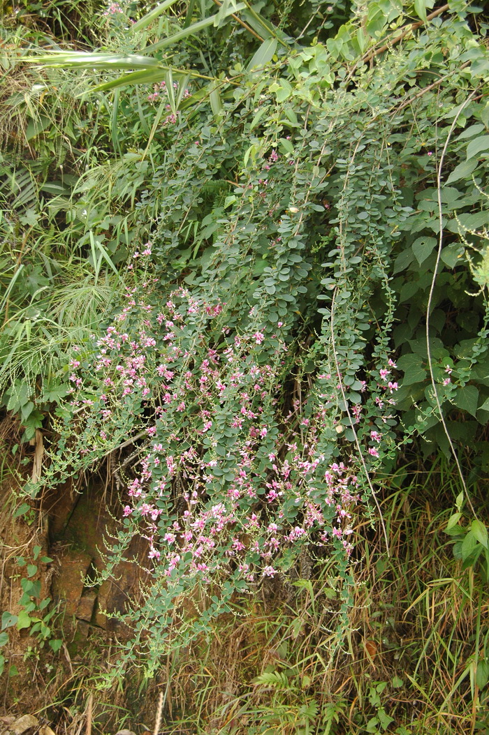 夏天的芦苇