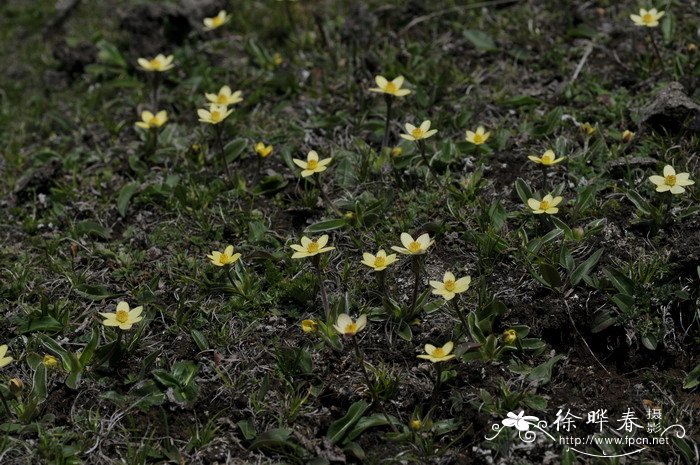 花榈木