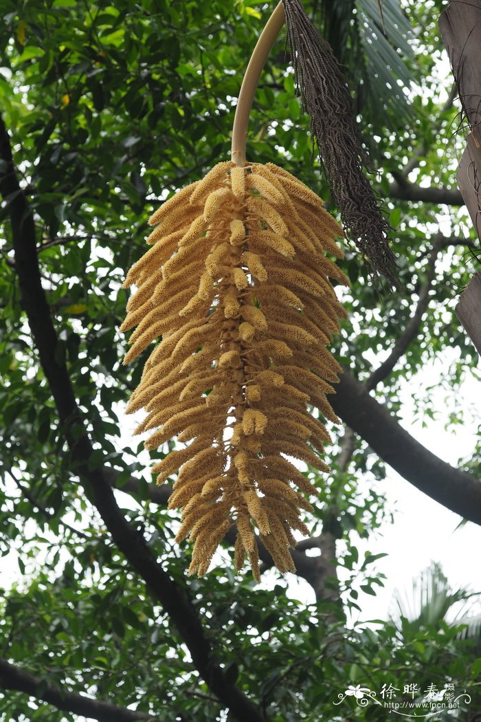 百合的花语是什么呀