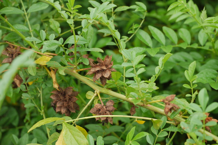 不见阳光室内适合养的18种植物