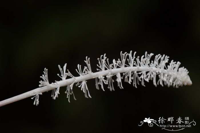 鼠尾草花语