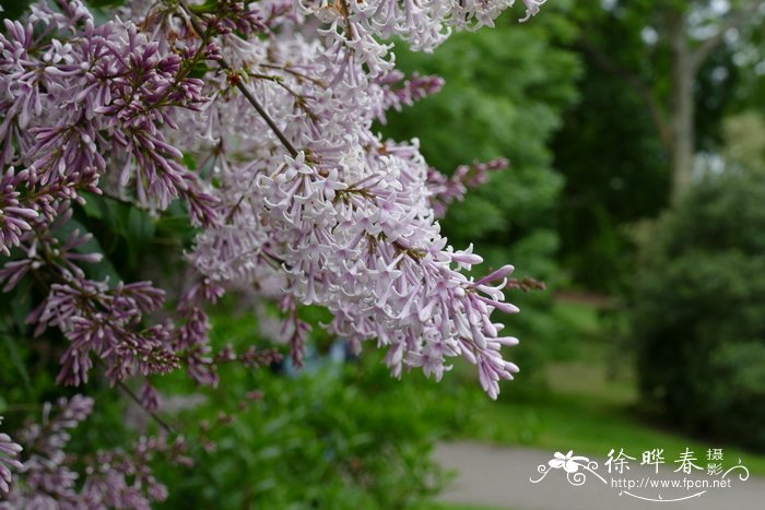 腊梅的花语