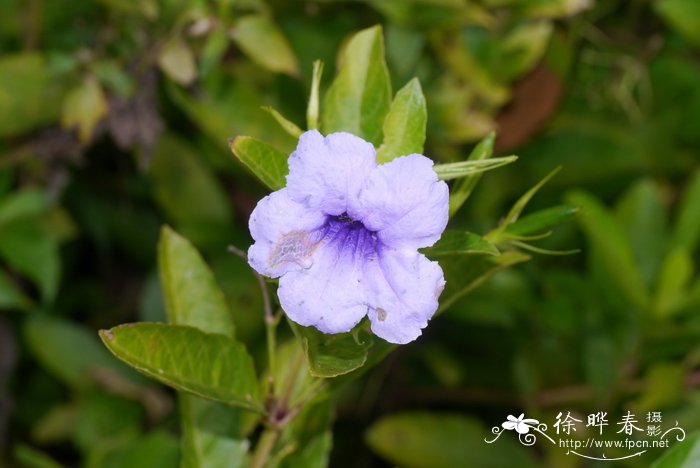 花卉 盆栽