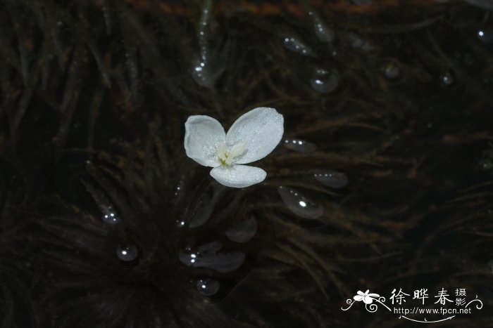 房间吸甲醛的最好的花是什么