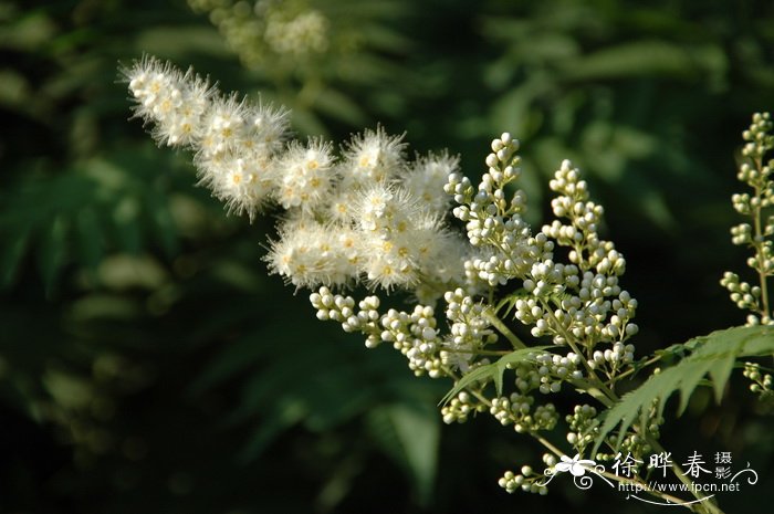 菊花的资料