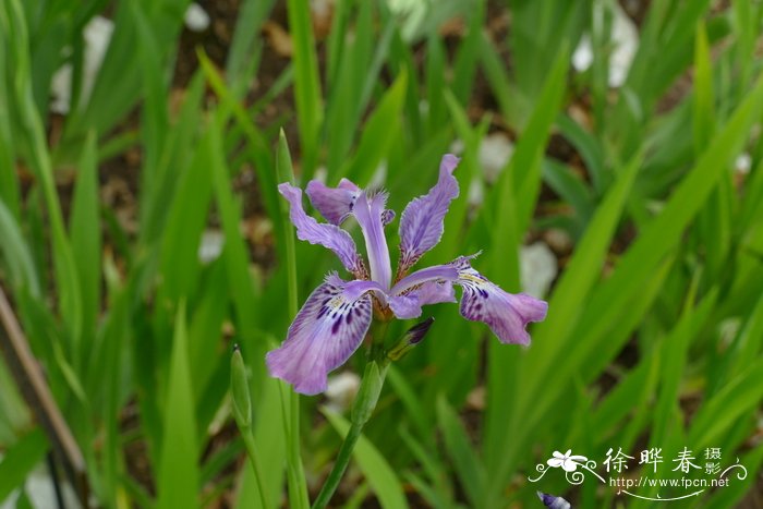 石竹花期