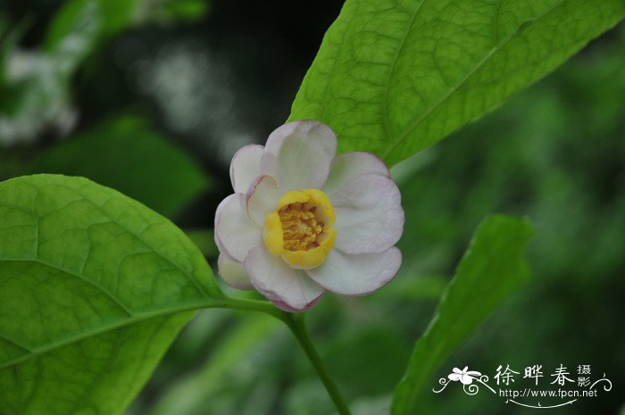 芍药花的种植方法