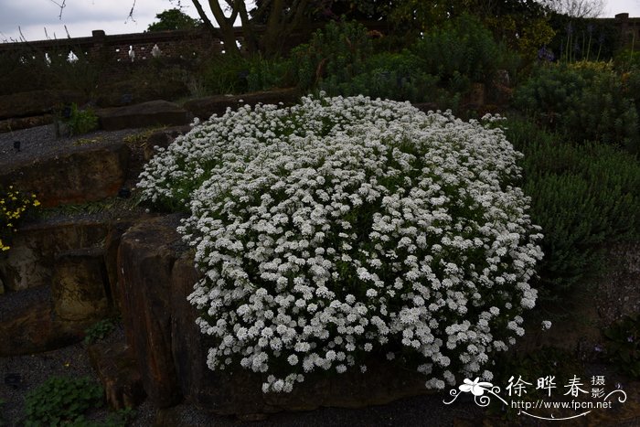 苹果的图片