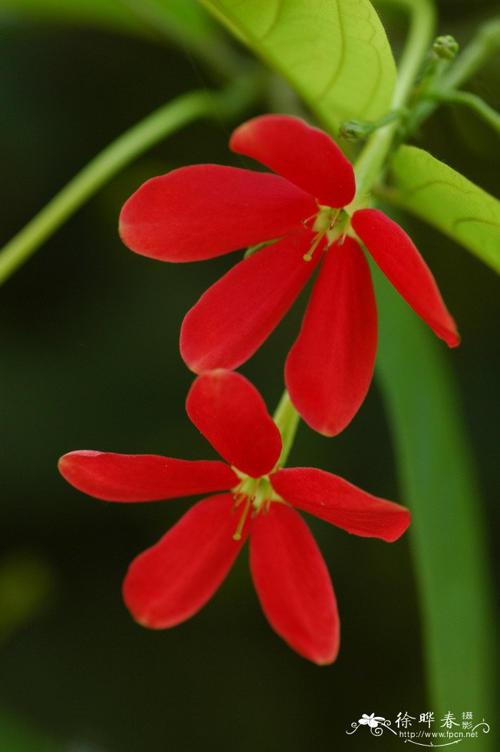 十字花科蔬菜