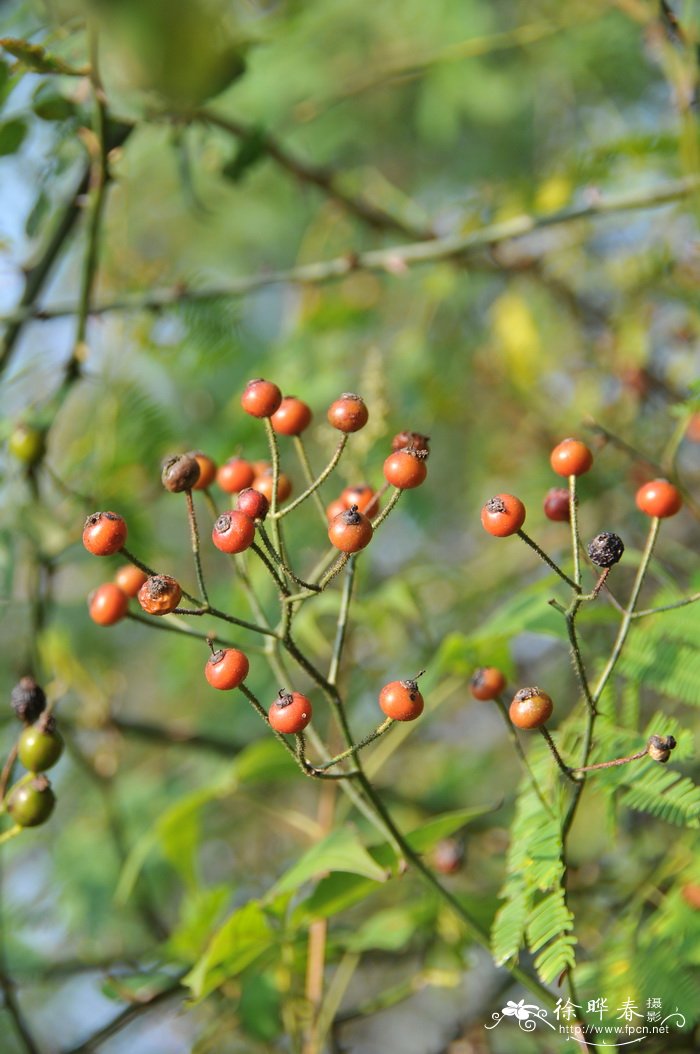 月季花资料介绍