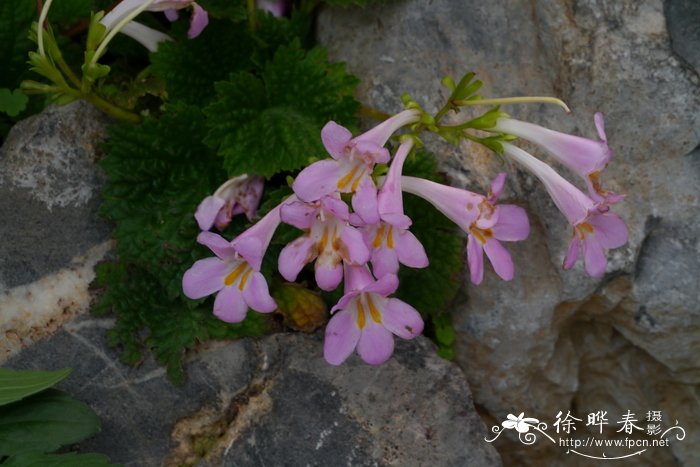 昙花的功效和吃法大全