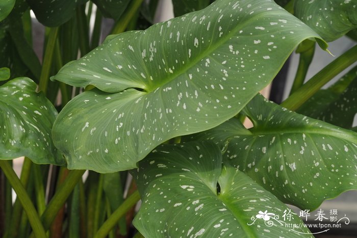 水仙花风水