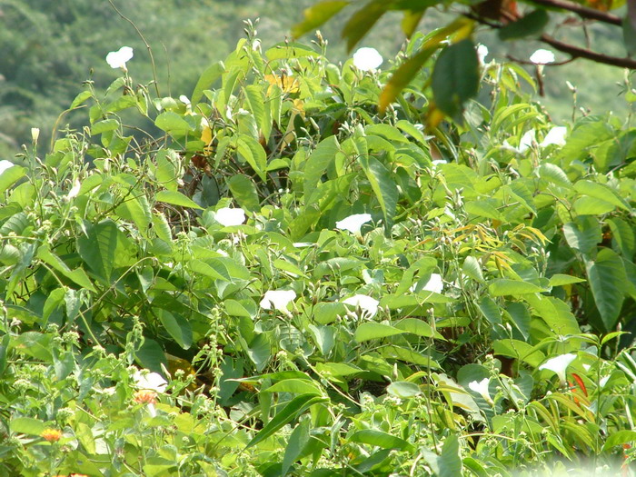 月季花叶子发黑枯萎