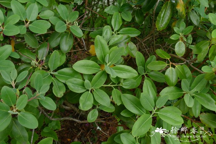 挺水植物