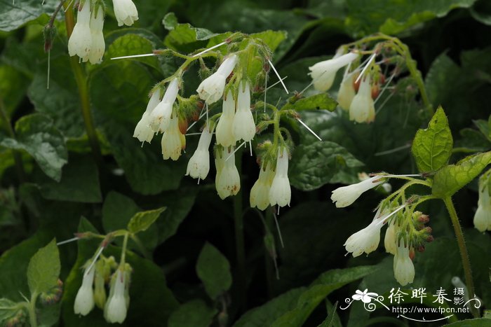 长寿花怎么浇水