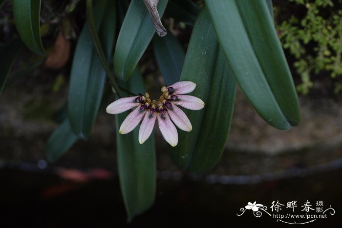 镇宅又聚财的花