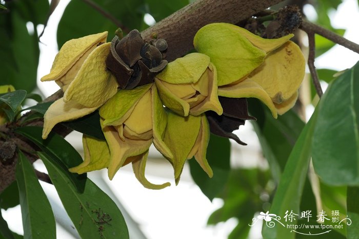 硫酸亚铁浇花使用方法