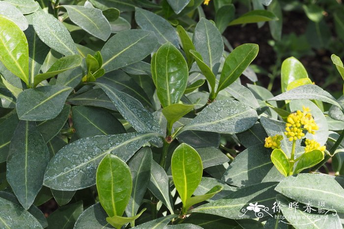 天堂鸟植物