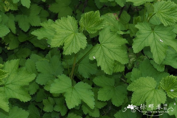 种植金银花