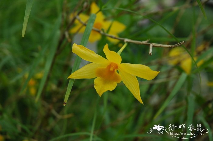 桂花树怎么画